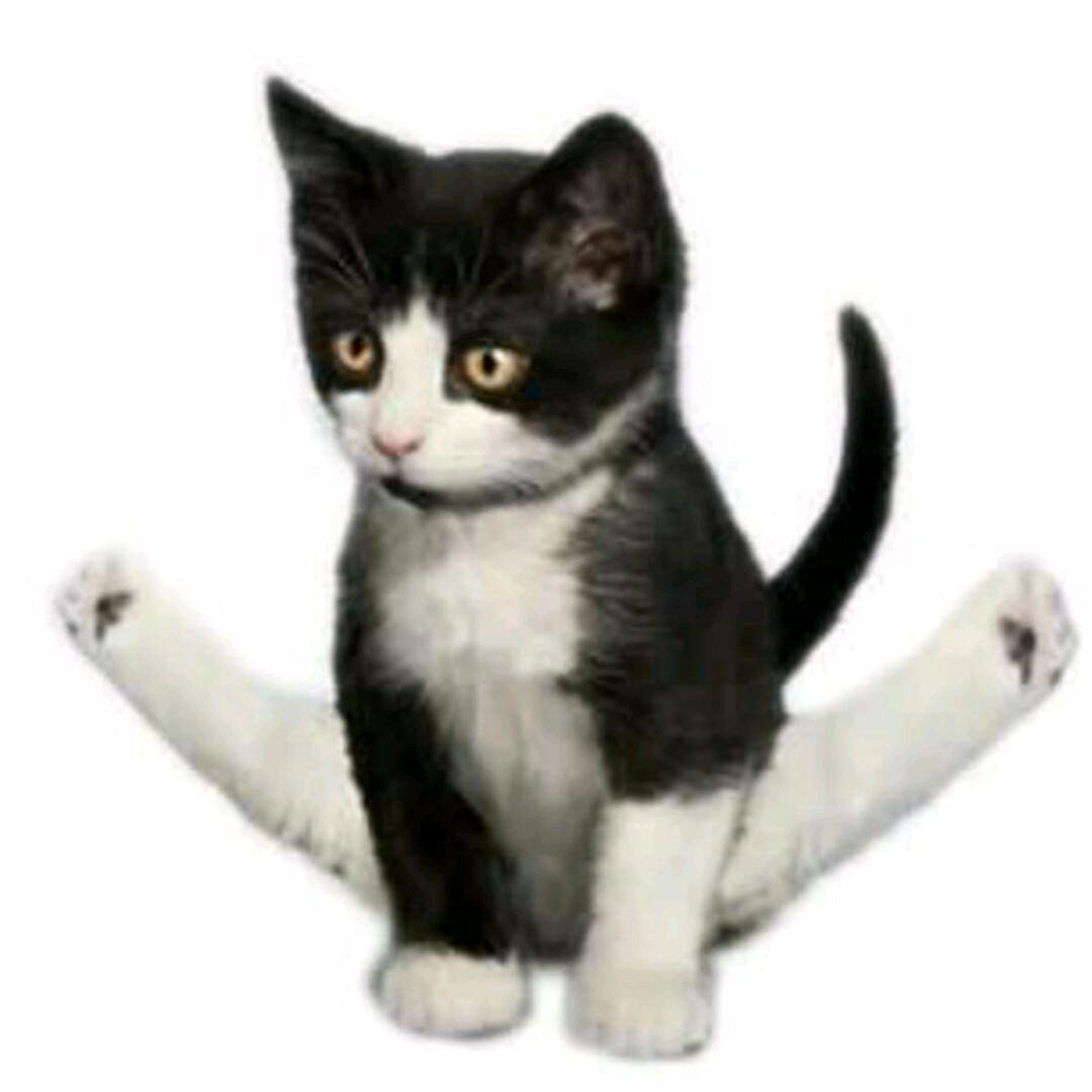 会劈叉的小猫