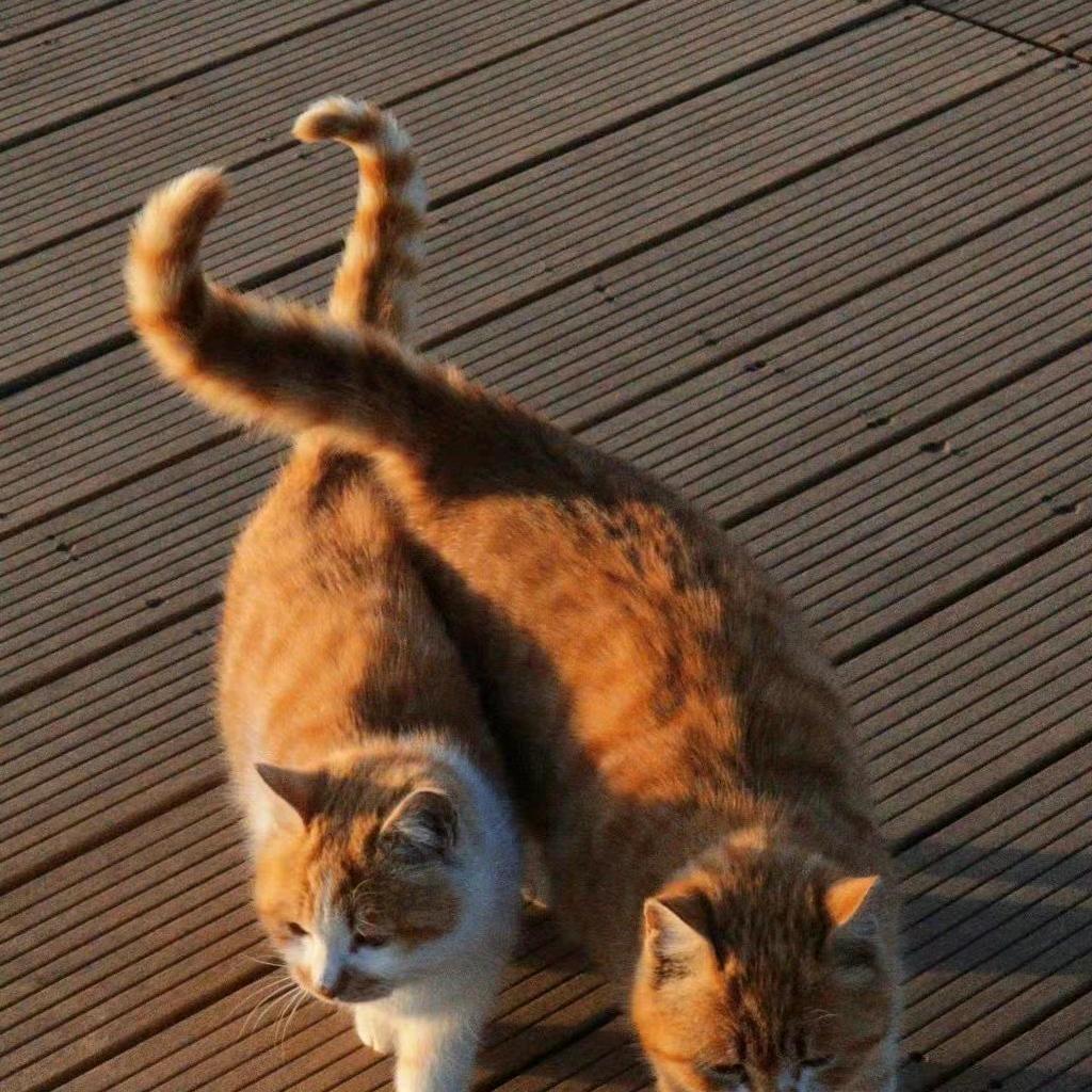 小猫神大人