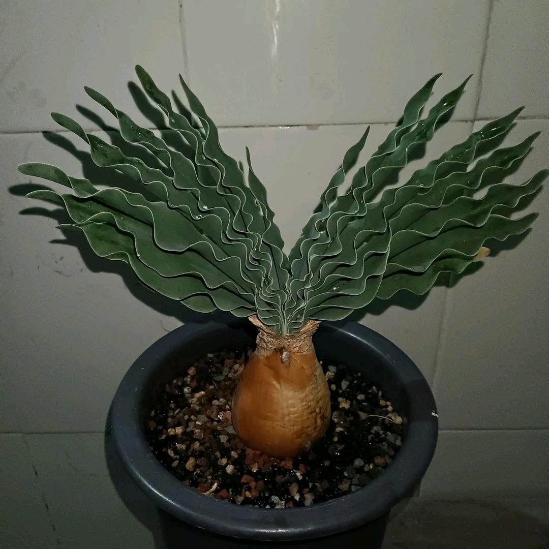 三中如意超市（💐🦆🐡🐢）