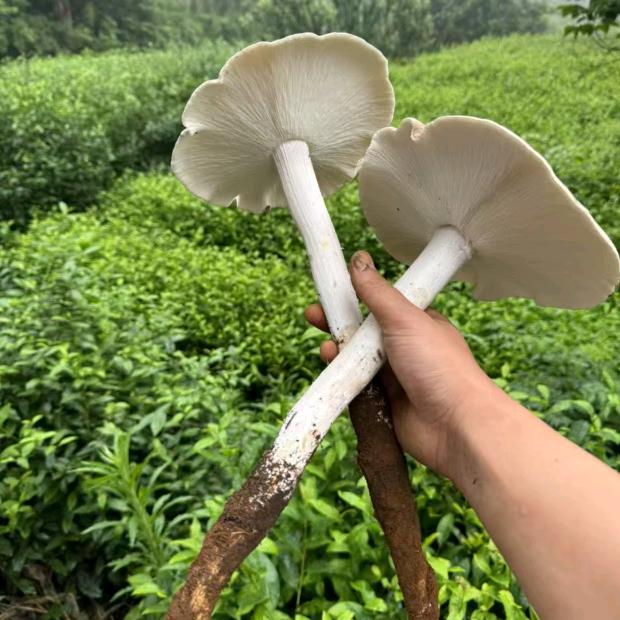 浙江鸡枞兄弟