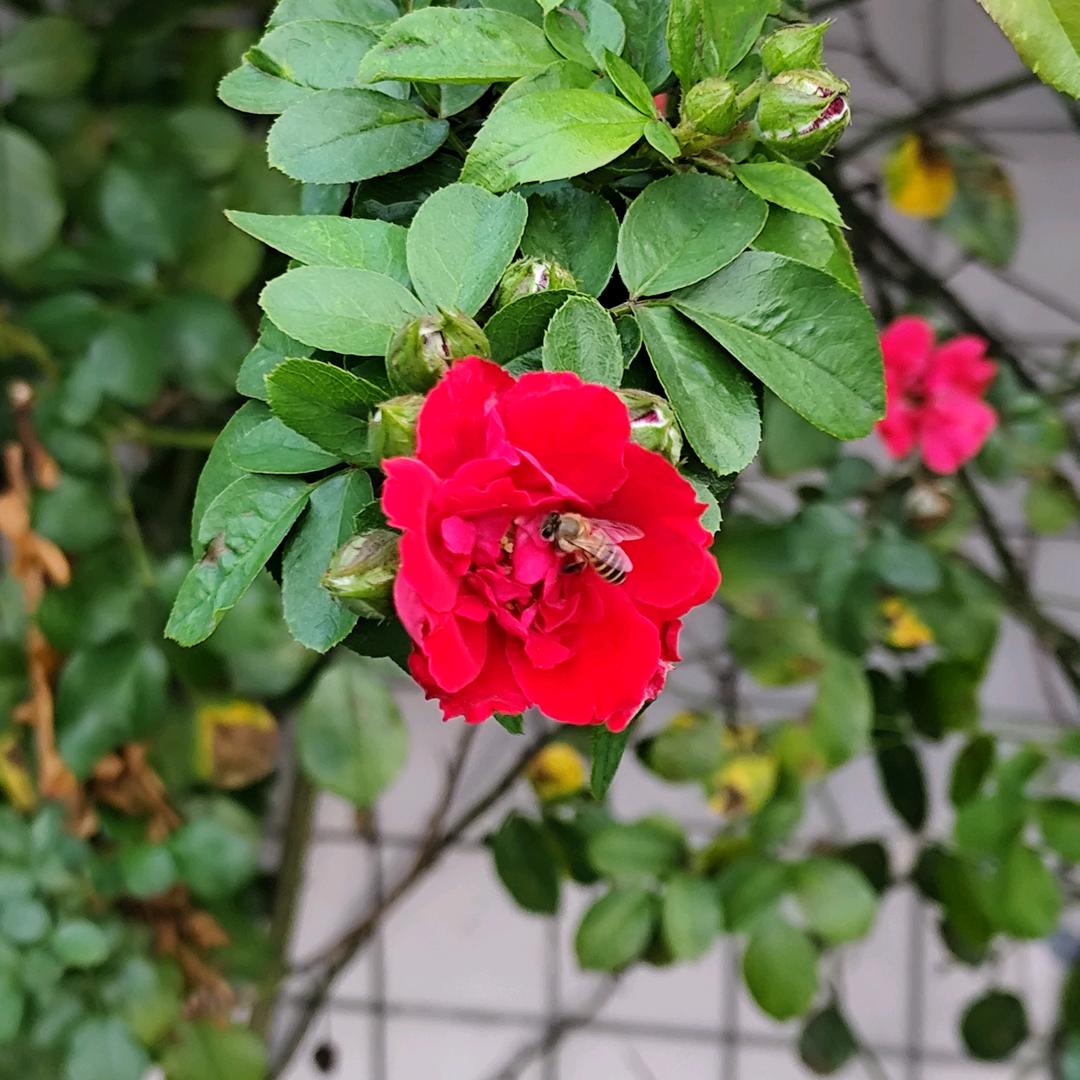 又是一场梦