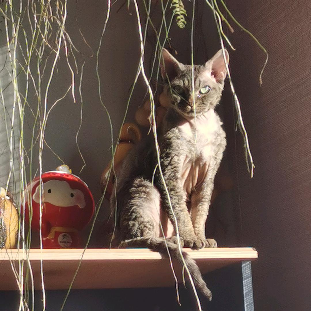 招财财PUA进宝宝