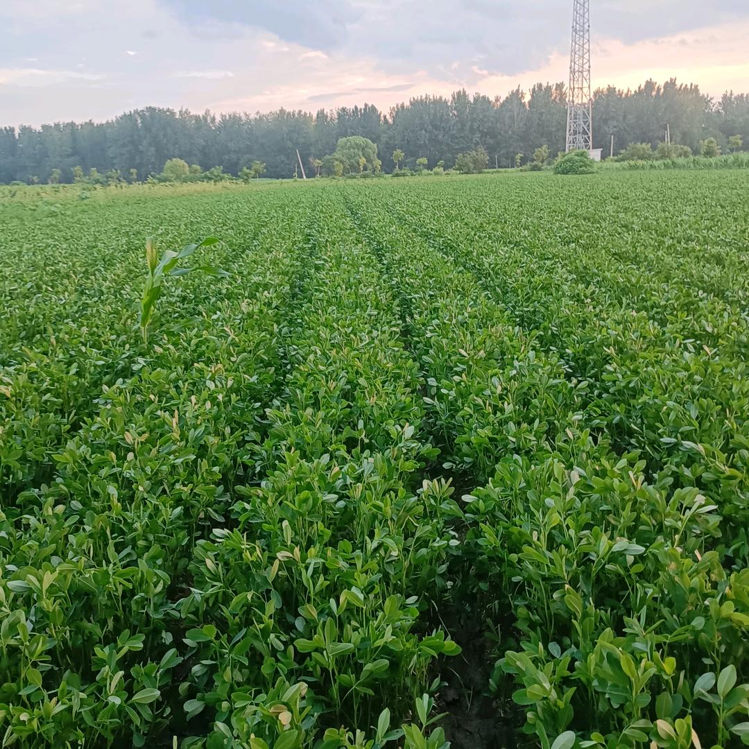 土地流转振兴乡村