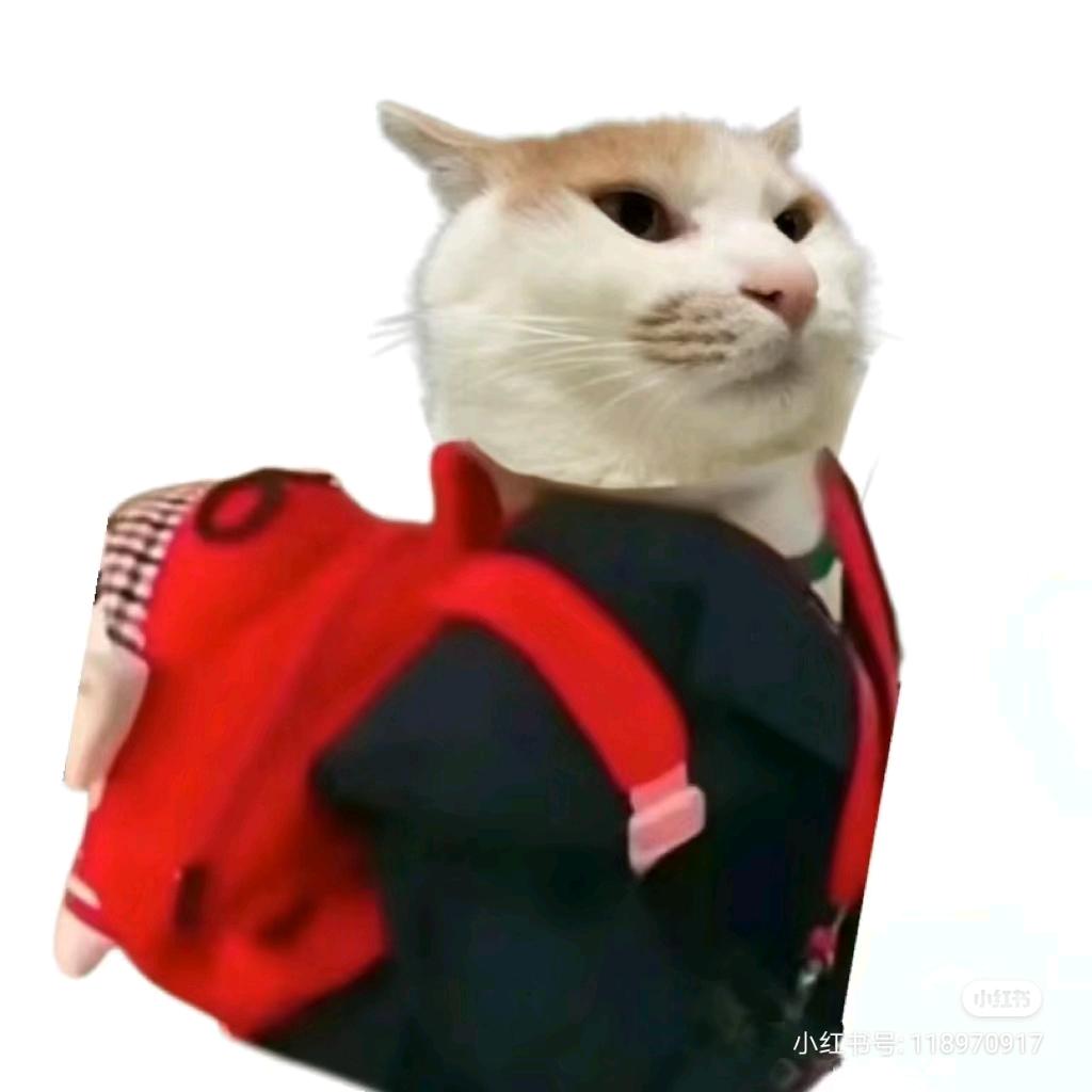 老巷里的猫