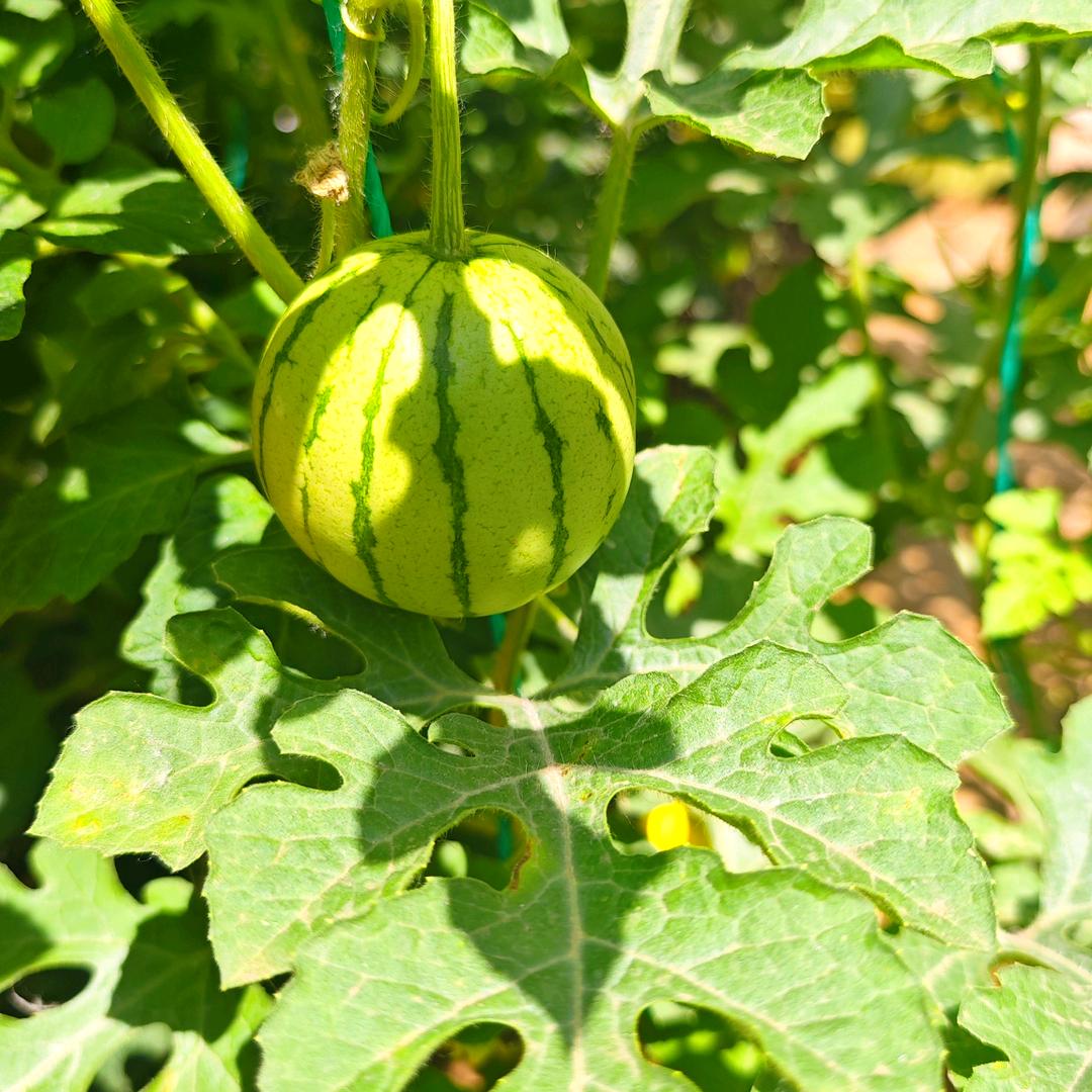 小崔种菜
