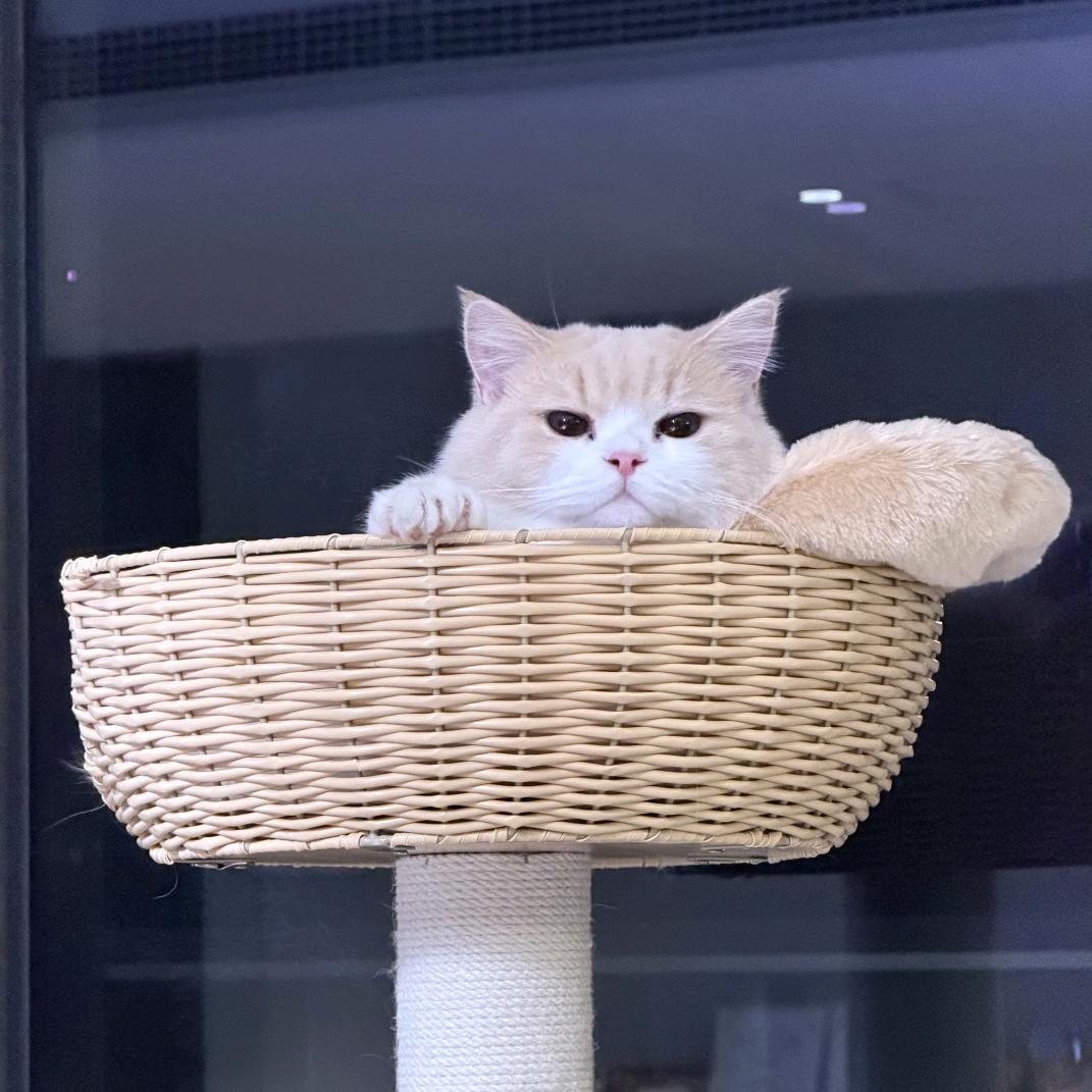 小队昵称（生日版）