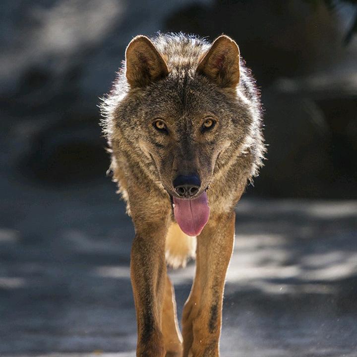 狼行天下(独宠七妹兔兔宝贝)