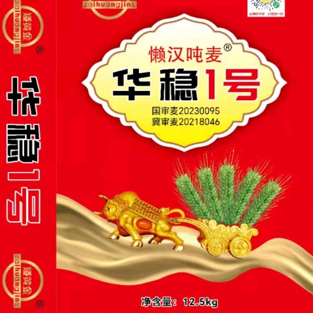 华稳一号小麦种