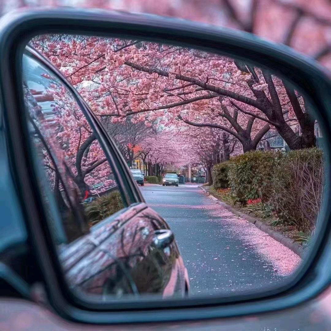 🌹莫忘莫失🌹