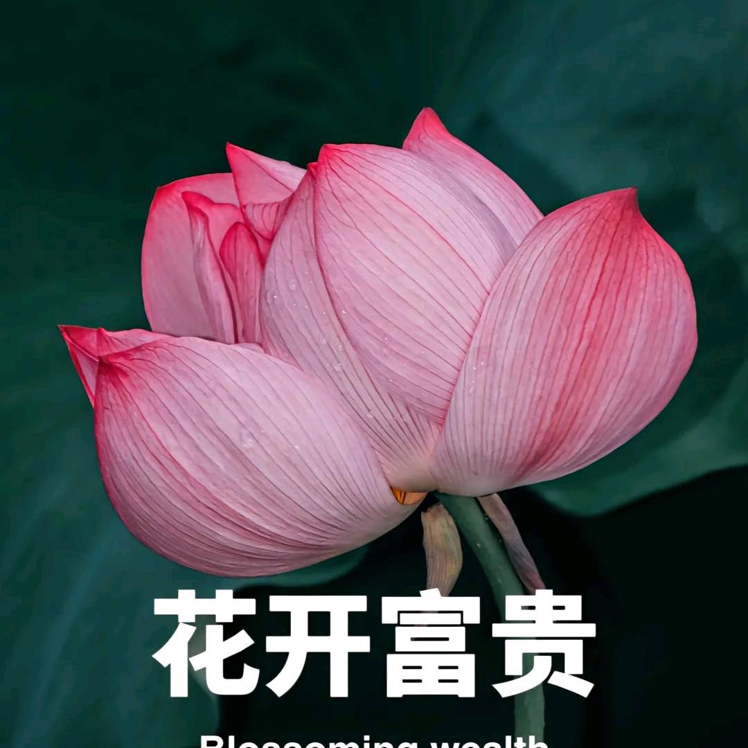老王w