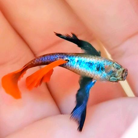 @养鱼水木🧜♂️(小号)