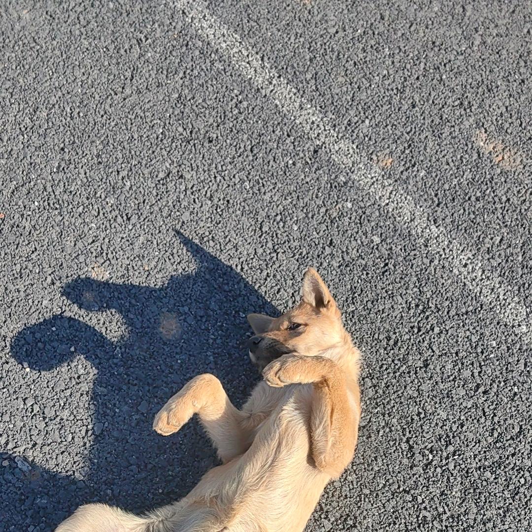 投食问路