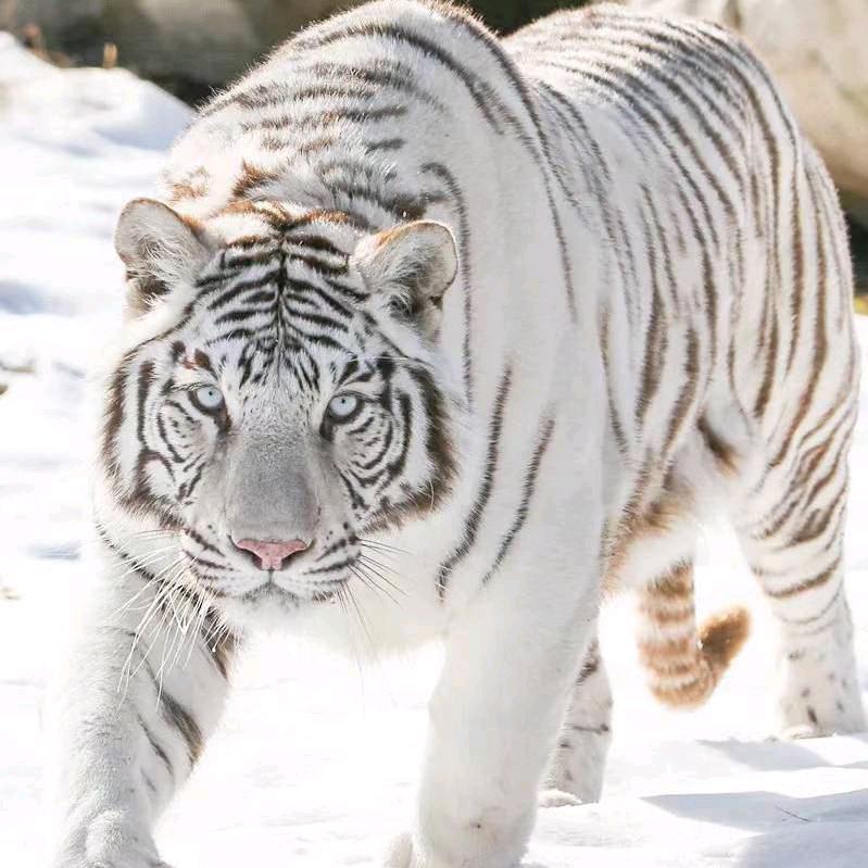 营养腐植土生产批发