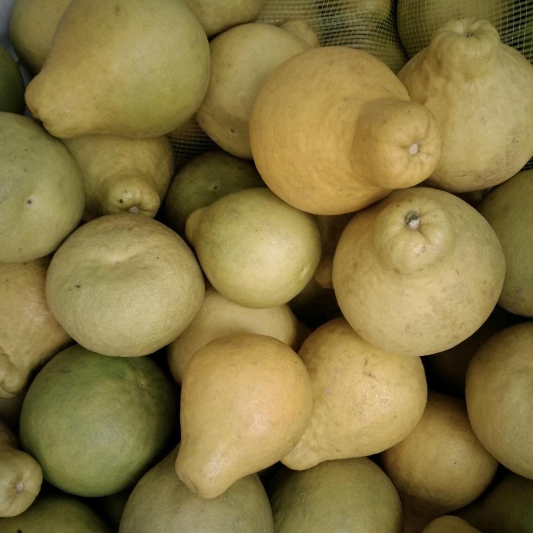 卖柑子、沙田柚的美女