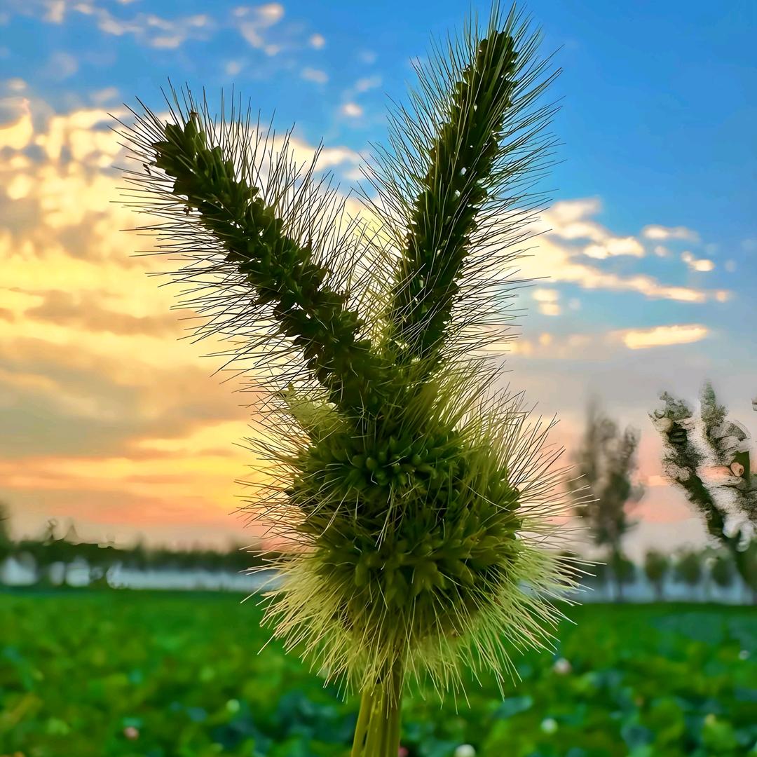 大大怪。