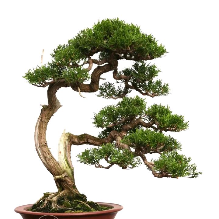 春光绿植店
