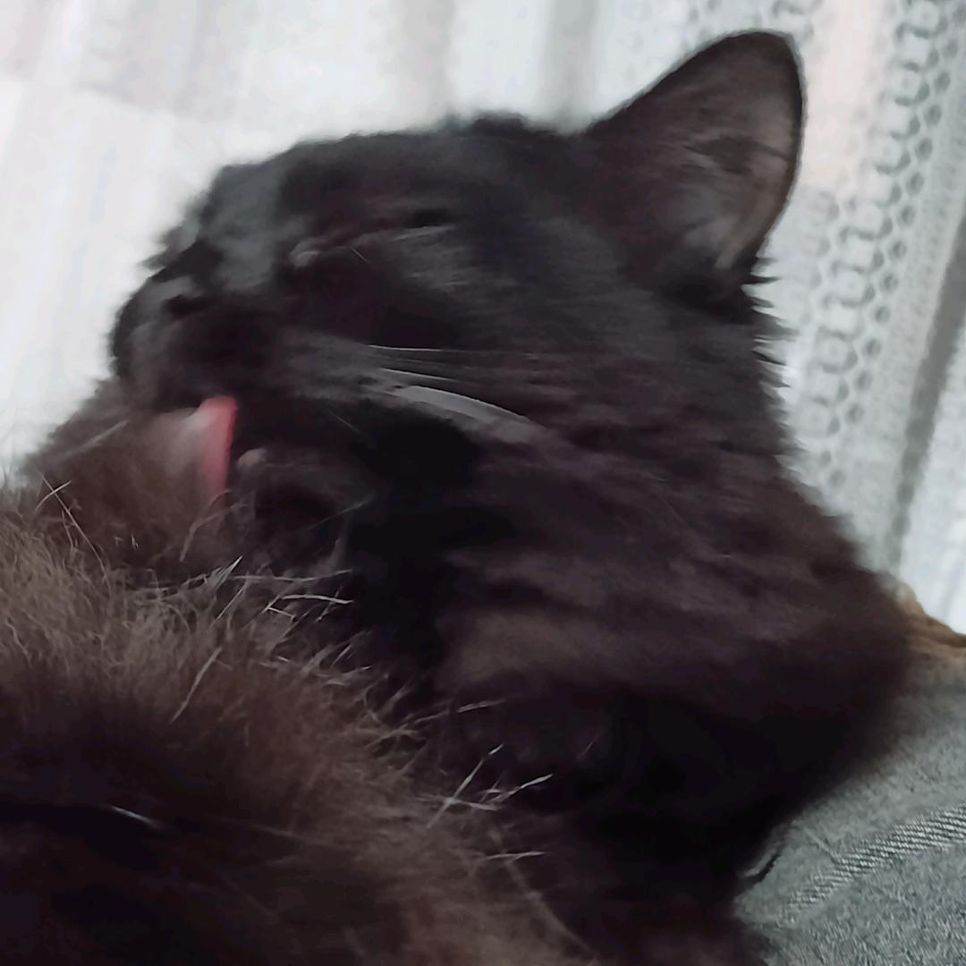 星期八🇵🇸🇵🇸🇵🇸