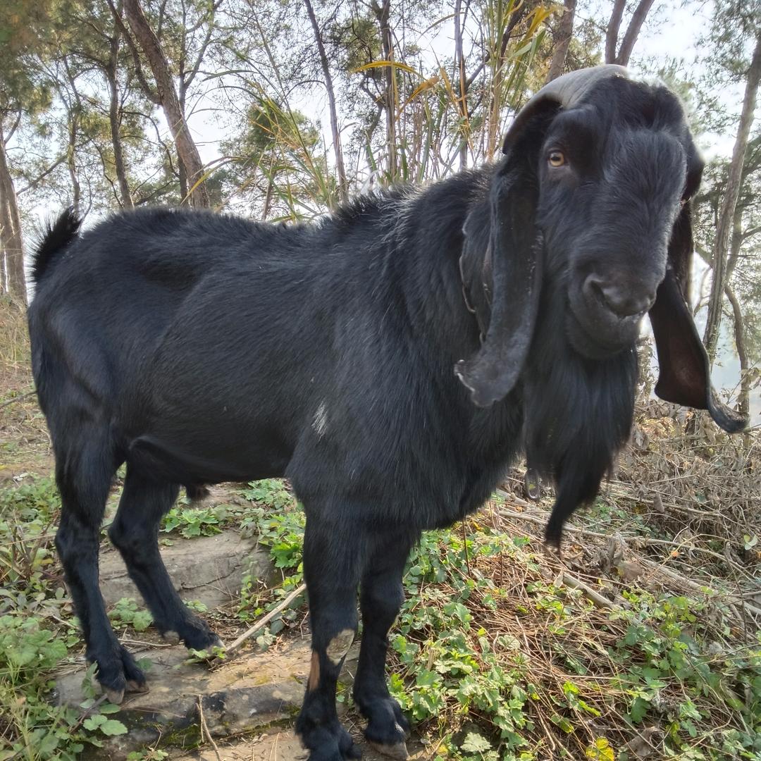努比亚大耳朵，四少
