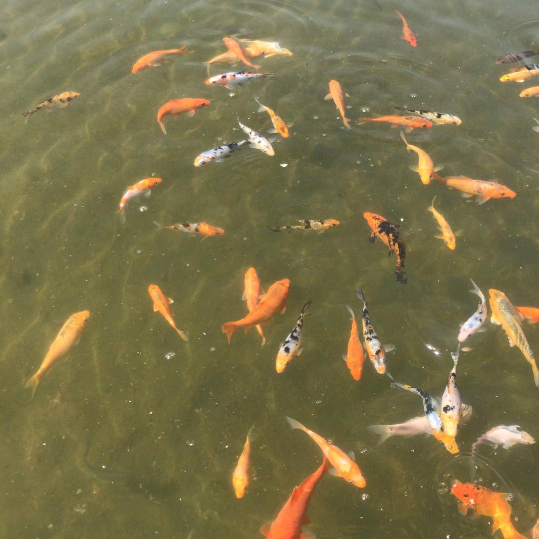 小鱼鱼🐟🐟🐠🐠🐬🐬🐳🐳