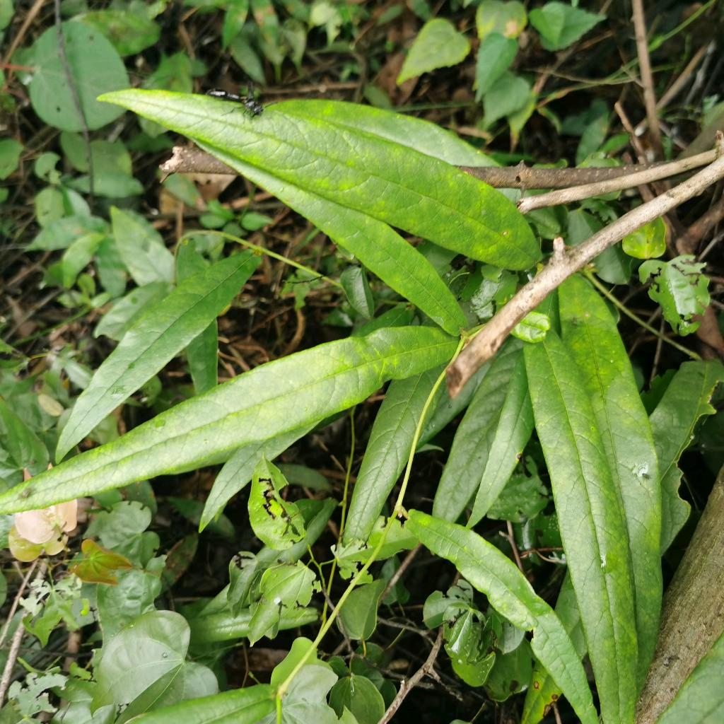 阿弟（山货）
