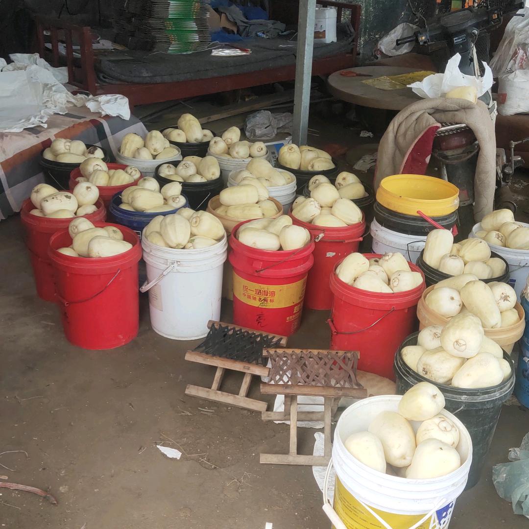 正宗大关营火银瓜种植