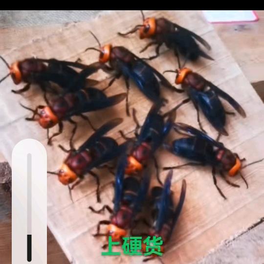 黄阿玛胡蜂养殖（阿哥）