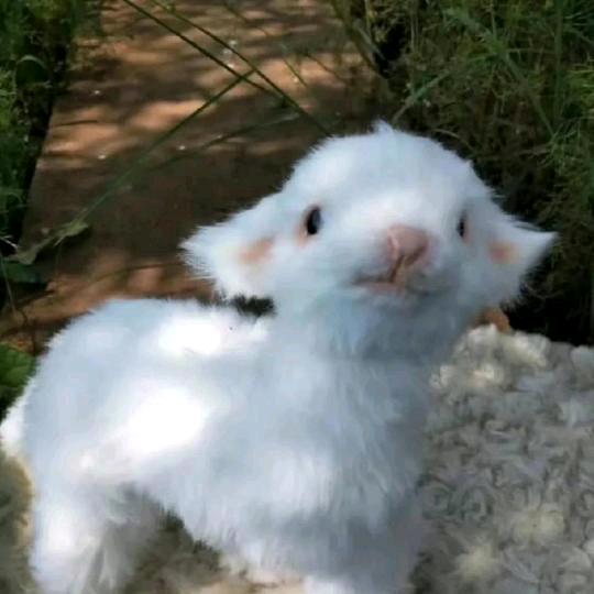 m独木舟m