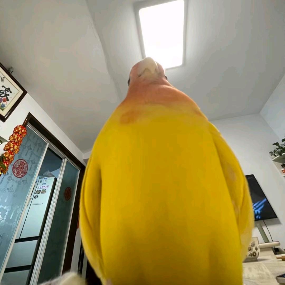 黑熊安全