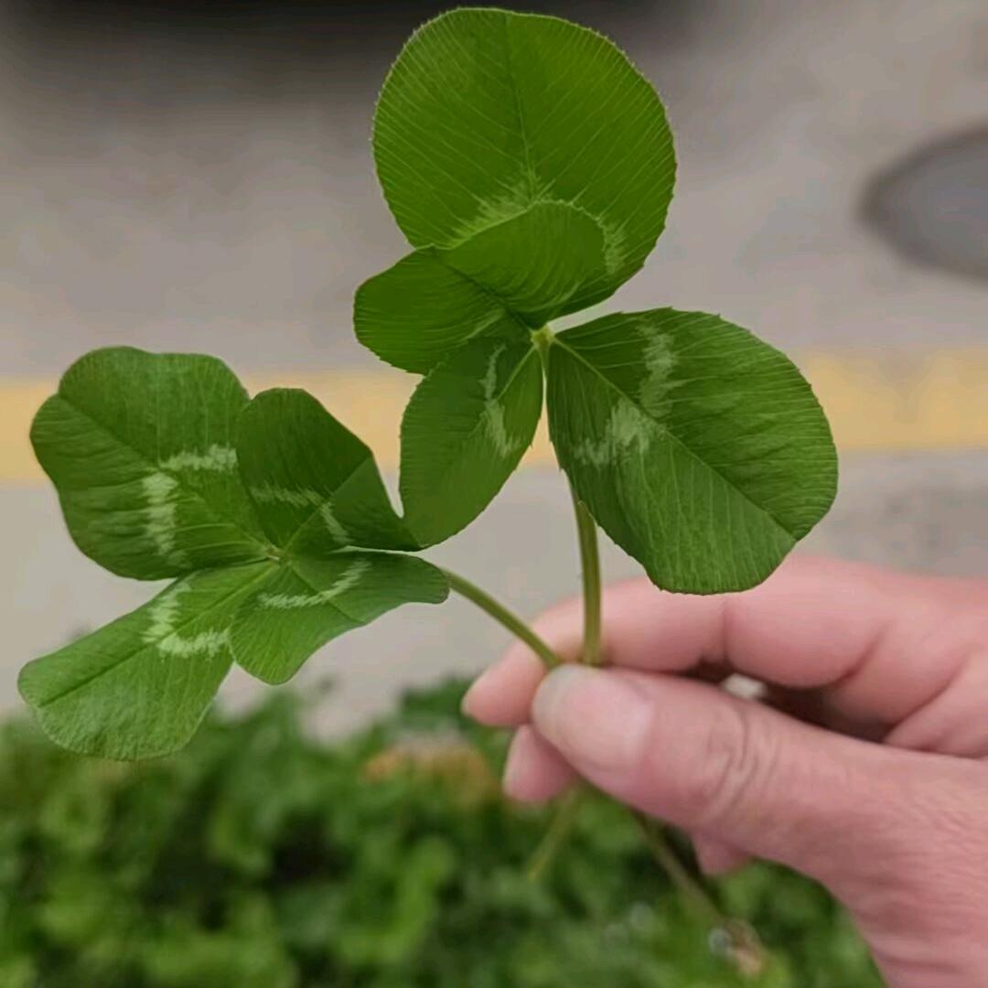 栀子花开🌸🌸