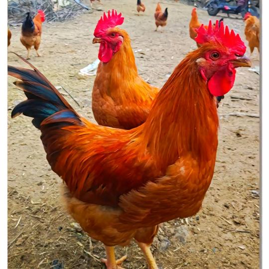 李妹养鸡好帮手