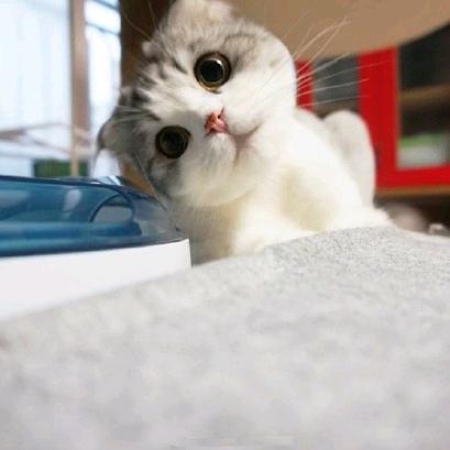 秋