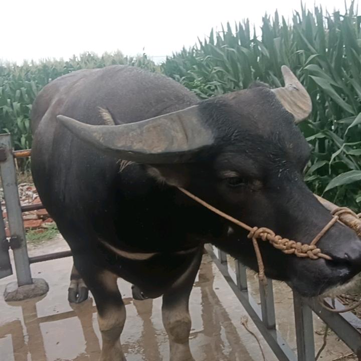 牛肉范