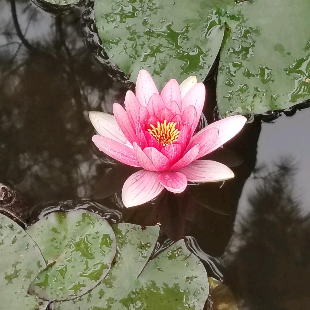 思湘