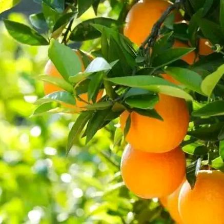 瑞金市鲤屿人家生态农业家庭农场（赣南脐橙