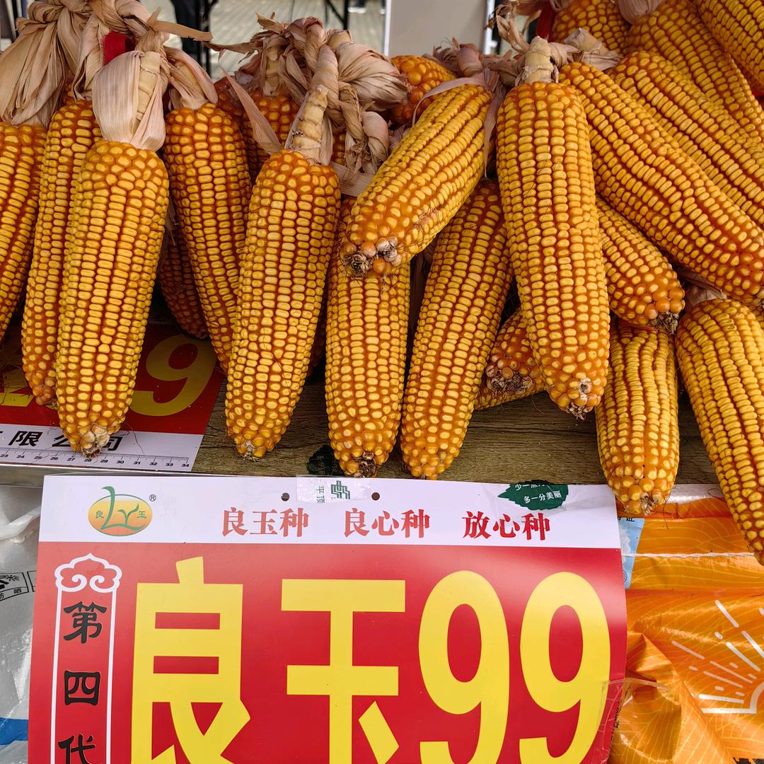 良玉种业李