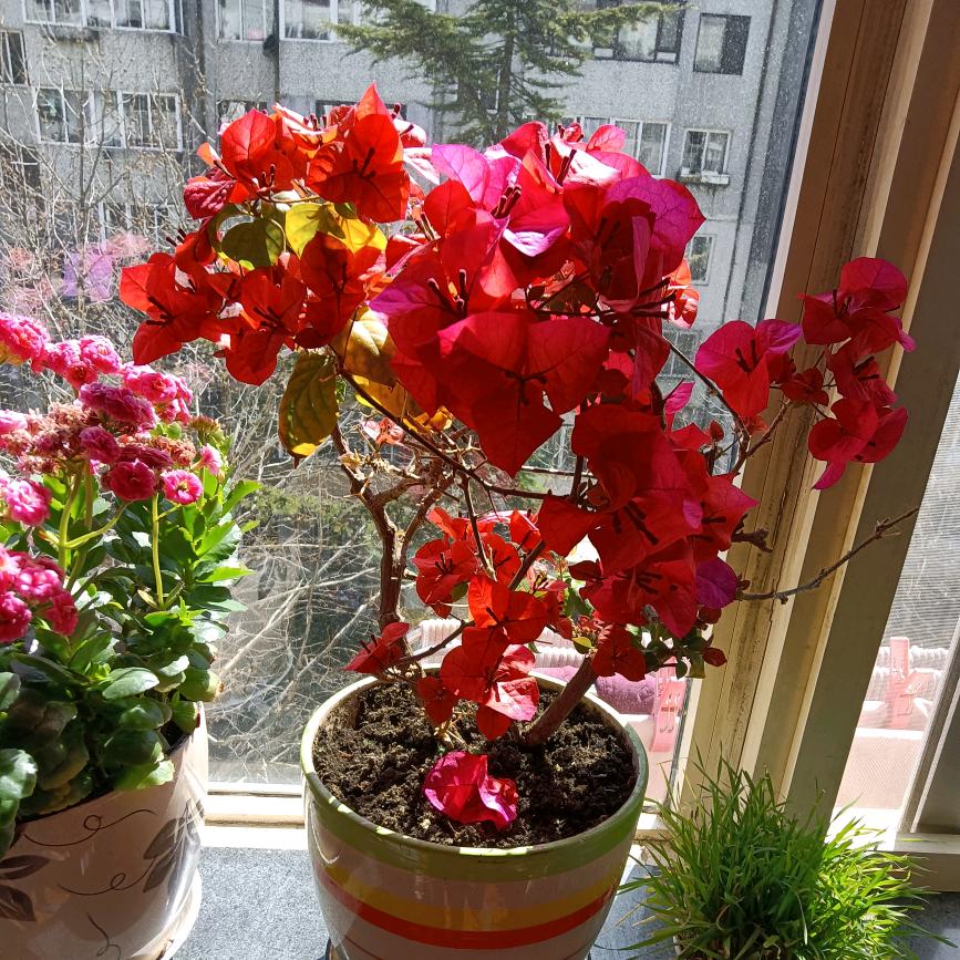 桂花