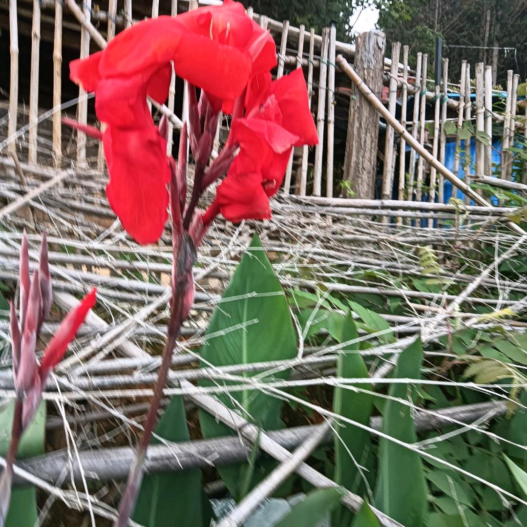 火云天下