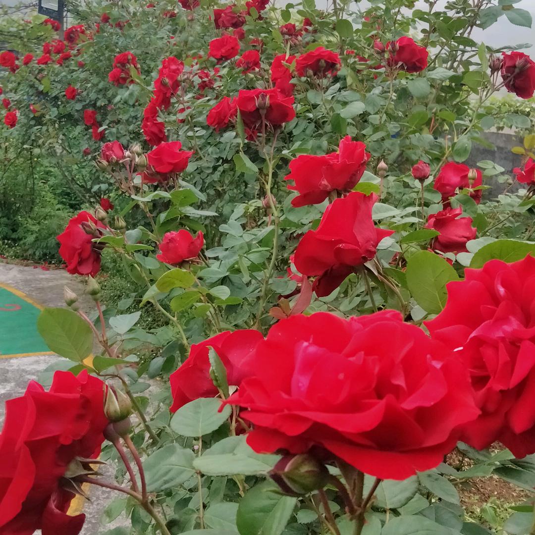 农村大👫哥💑