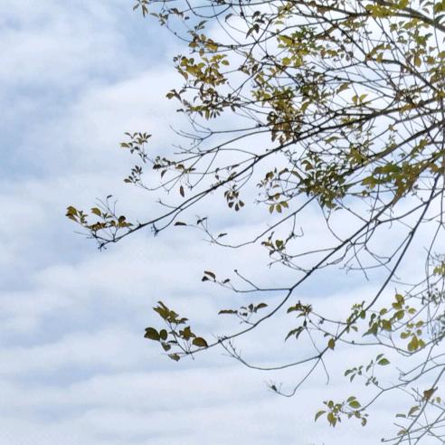 我是一颗小草🌿