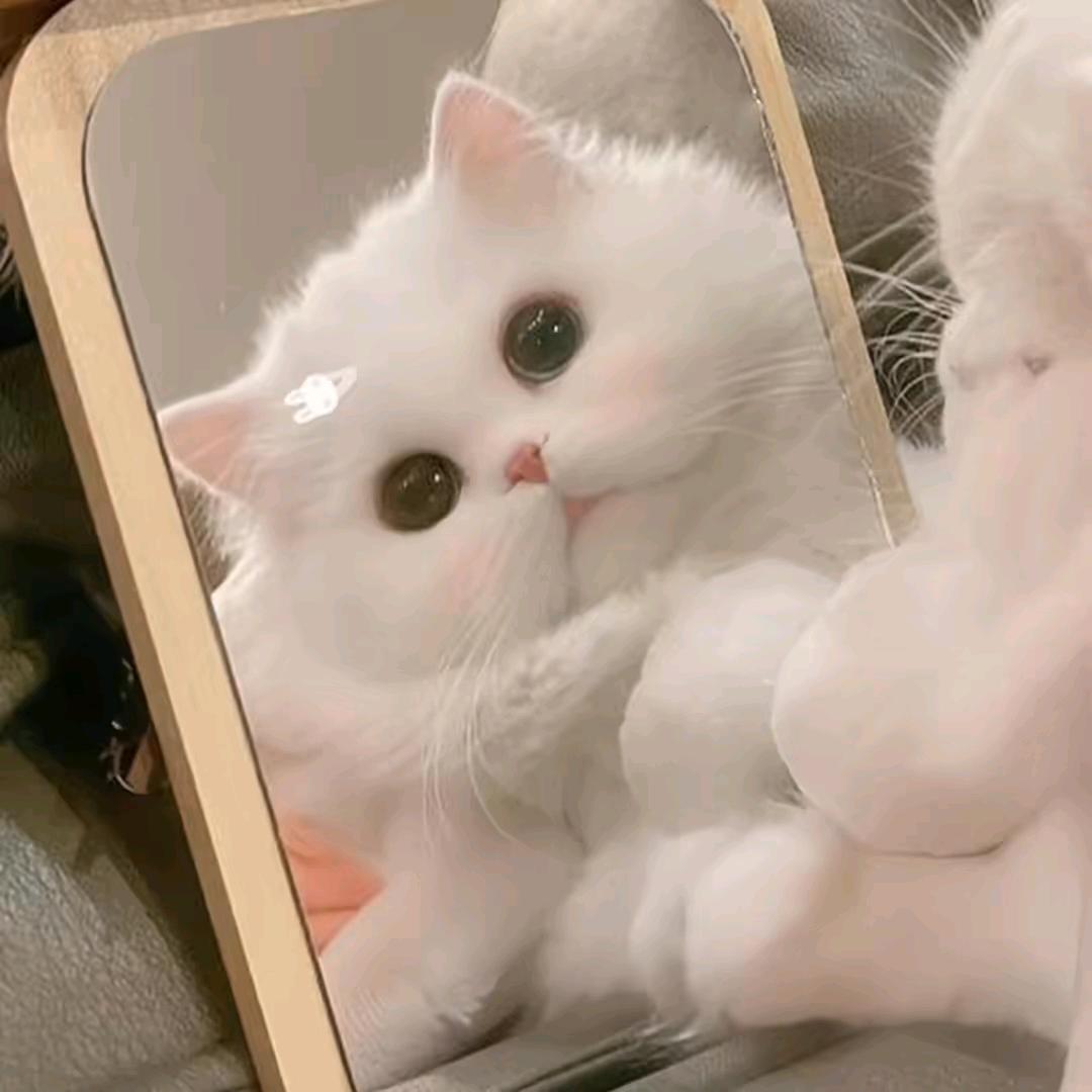 丸蛋