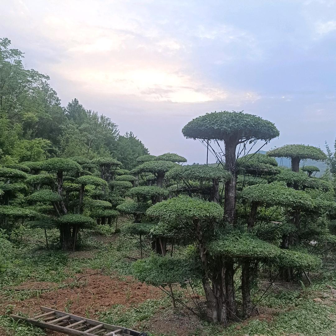 兴晟sheng园艺坊