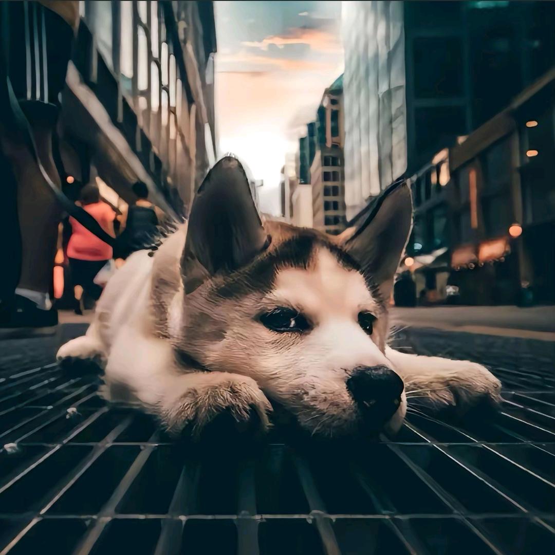 🖤🤍🤎土黑娃🤎🤍🖤