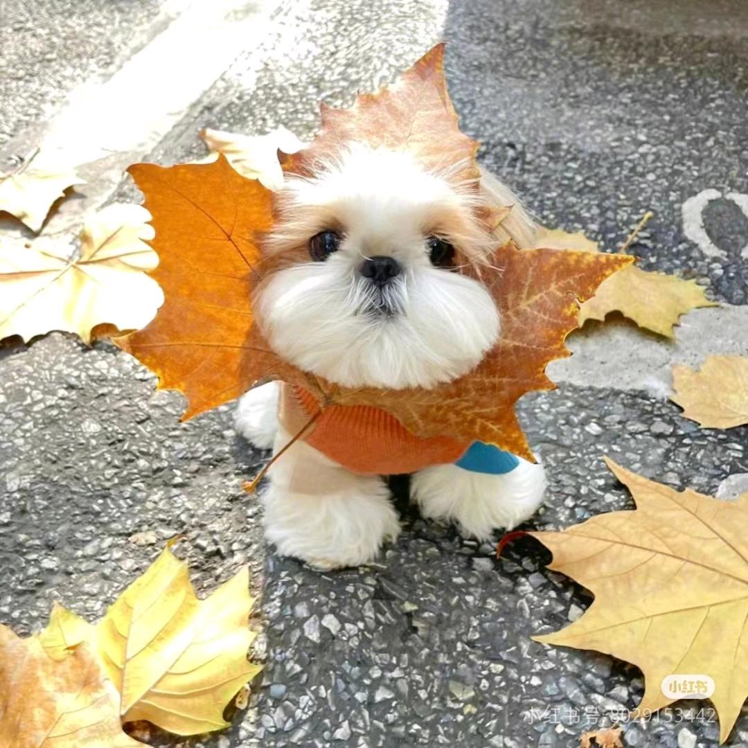 呆呆呆呱瓜