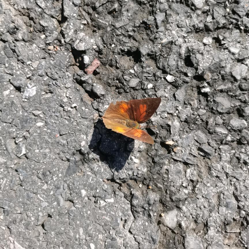 水清逐光