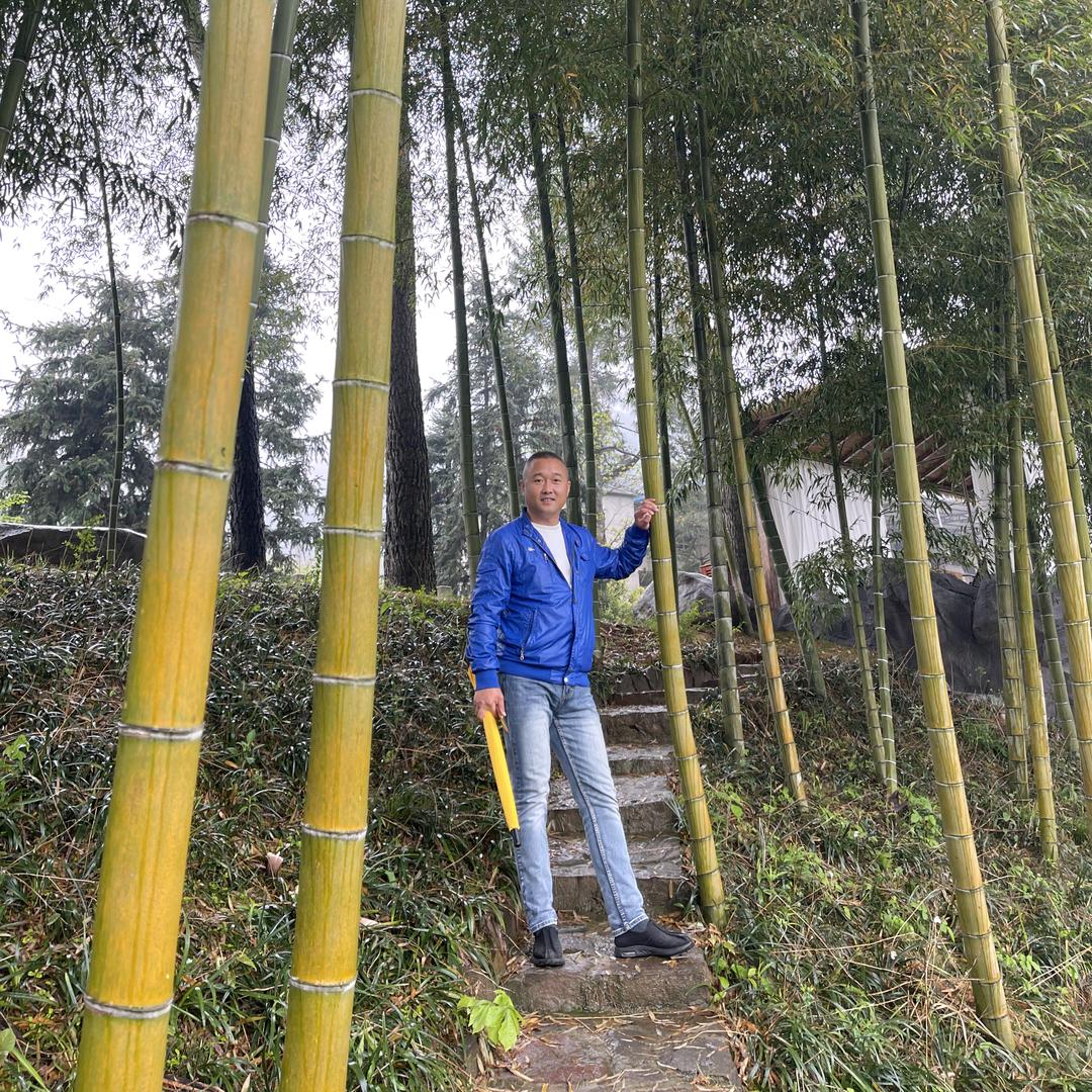 老宋和茶的故事