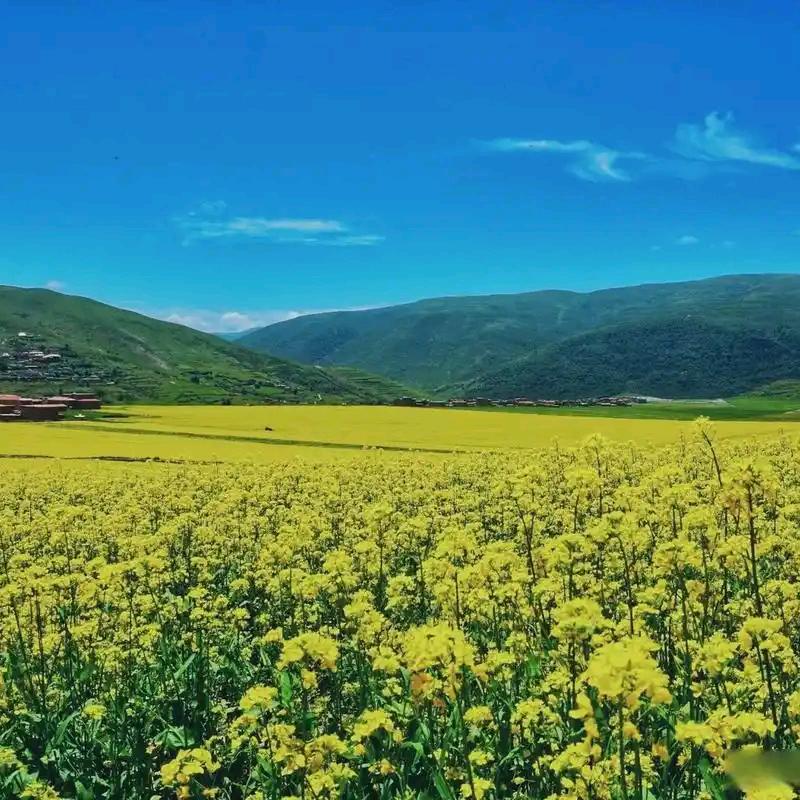 ZUNVO云梦城直播号