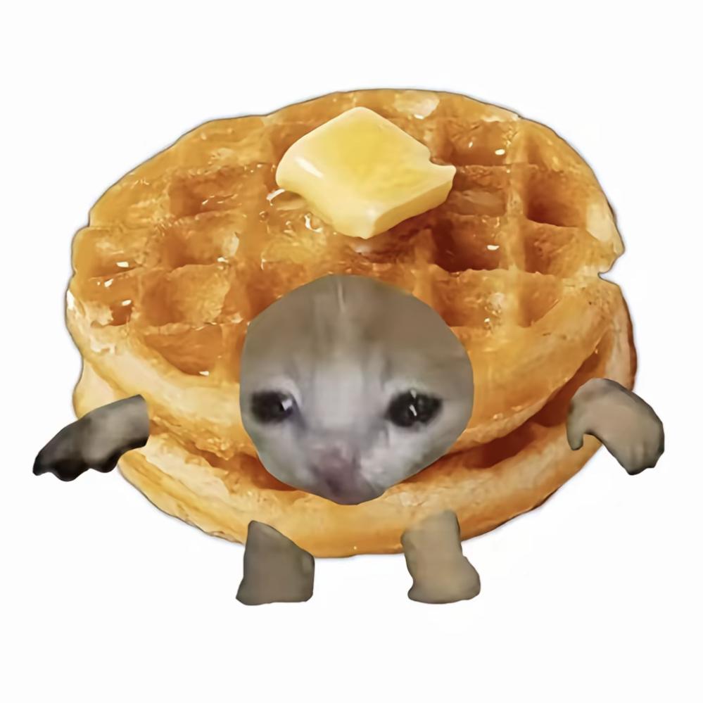 内向的阿猫
