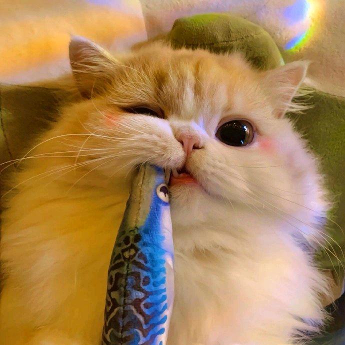 千百达宠物铺子