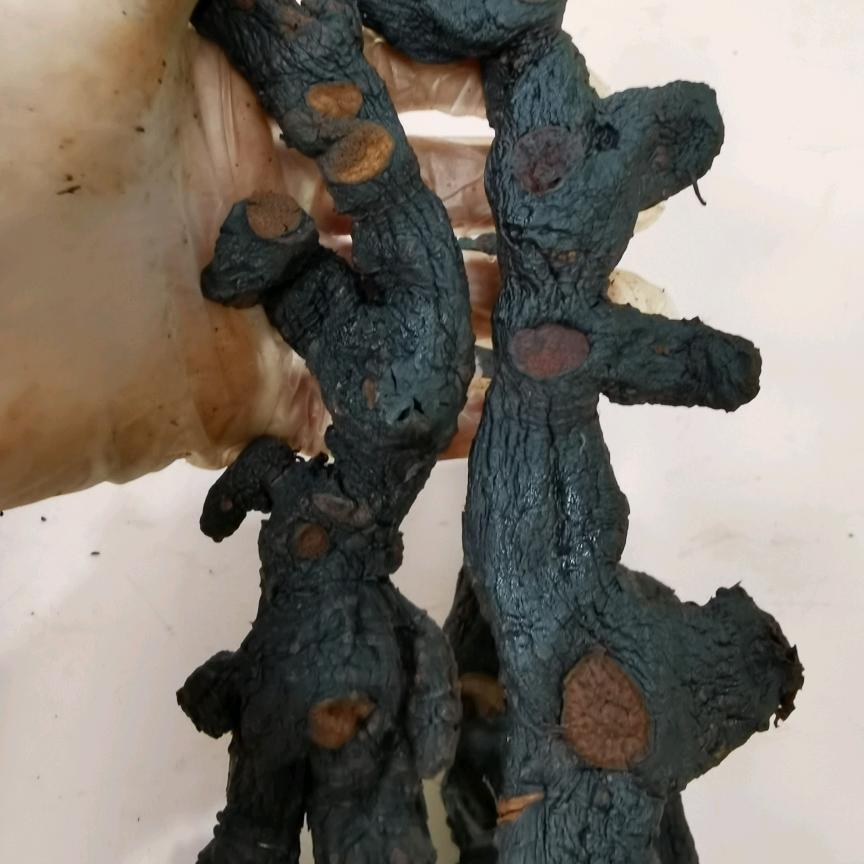 客家良食芳姐