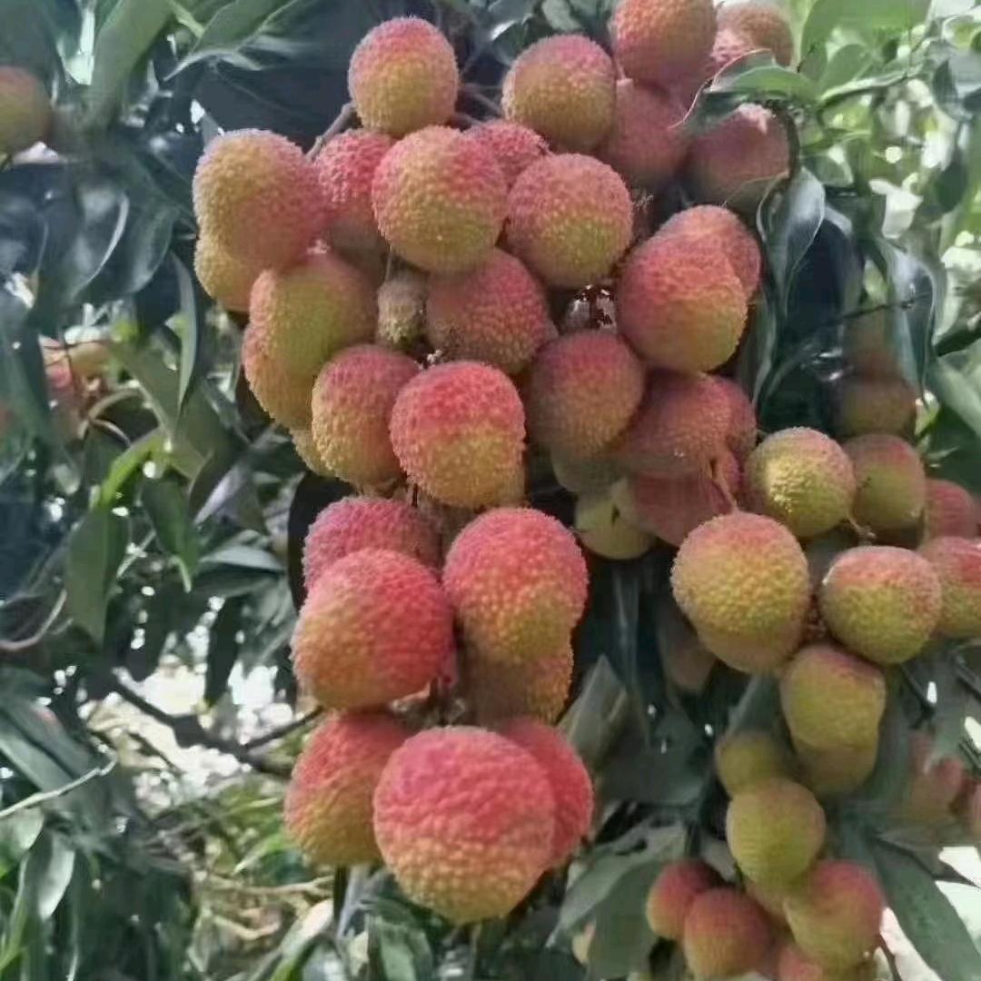 潮友深圳小郑荔枝园